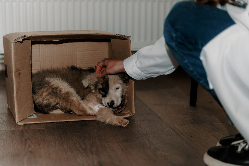 A kind passerby brought a sick homeless puppy to the clinic at the veterinary college.